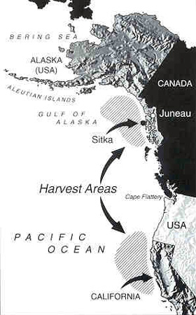 Map showing the primary harvest areas of king and coho salmon worked by trollers - image courtesy Seafood Producers Cooperative